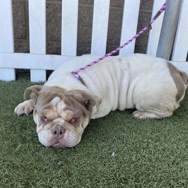 Adoptable Dog
