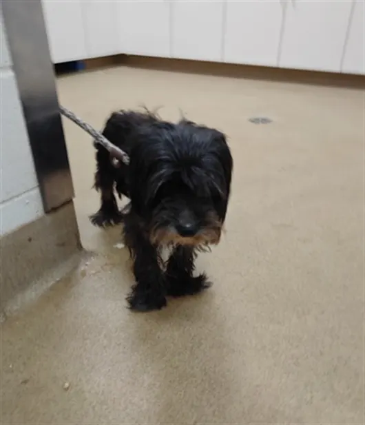 Adoptable Dog