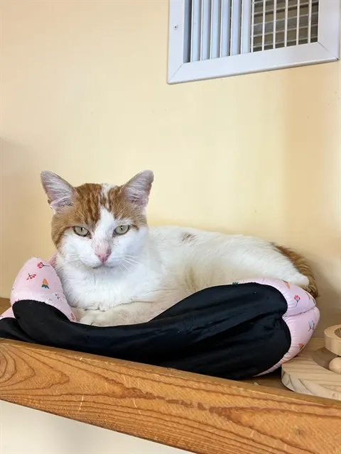 Cheddar