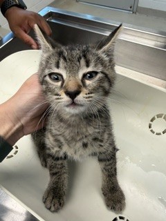 Adoptable Cat