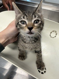 Adoptable Cat