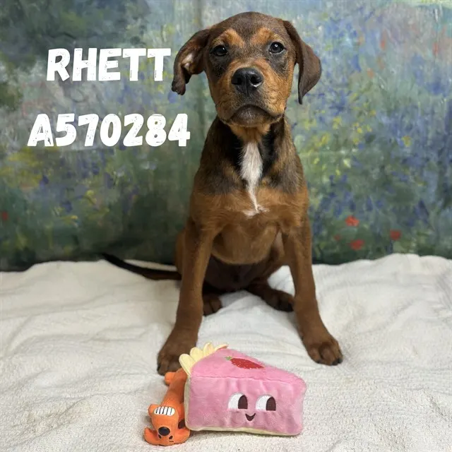 Rhett