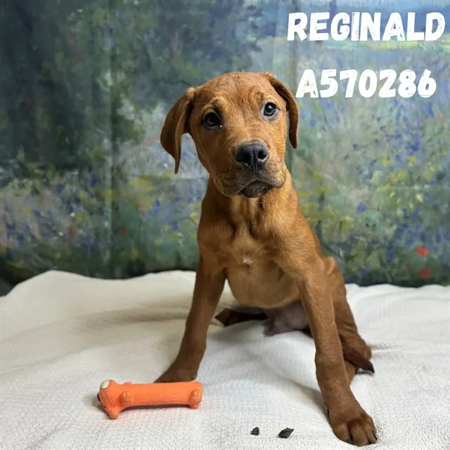 Reginald