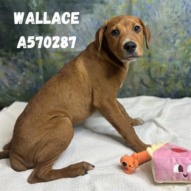 Wallace