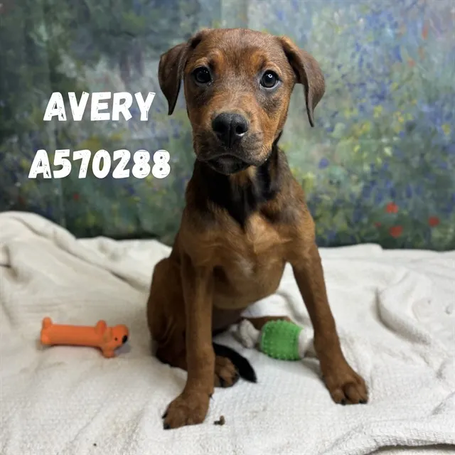 Avery