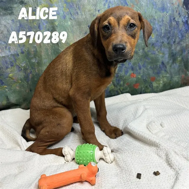 Alice
