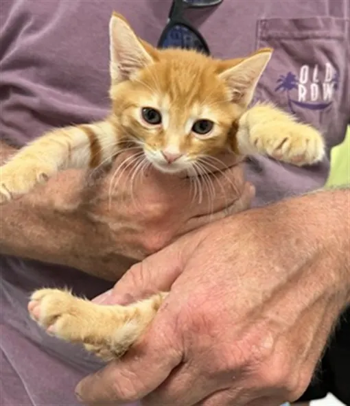 Adoptable Cat