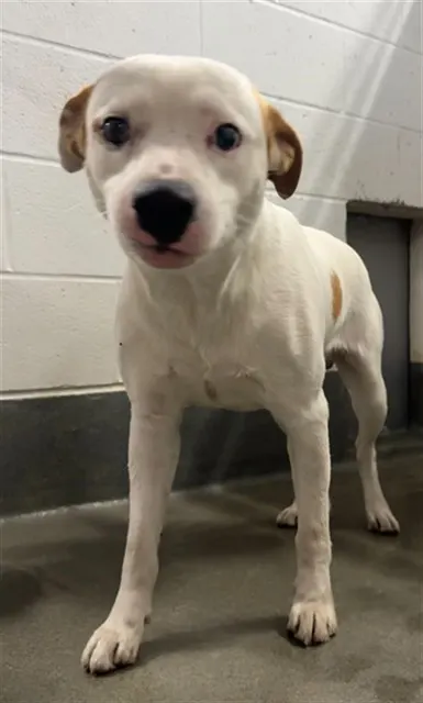 Adoptable Dog