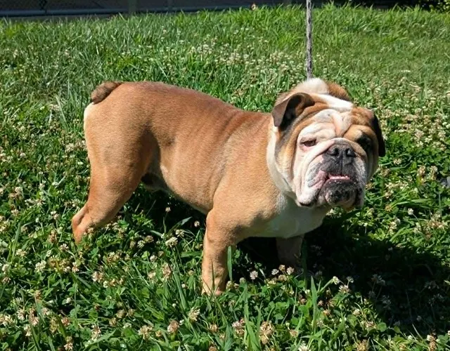 *Hank*