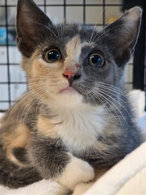 Stormie