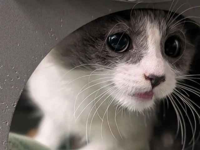 Adoptable Cat