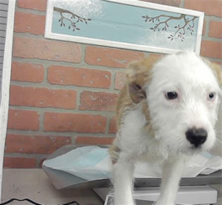 Adoptable Dog