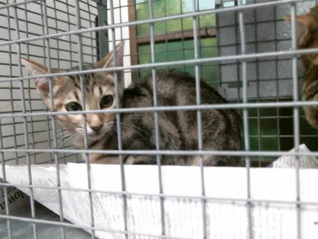 Adoptable Cat
