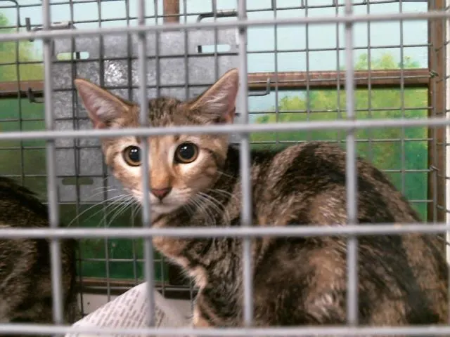 Adoptable Cat