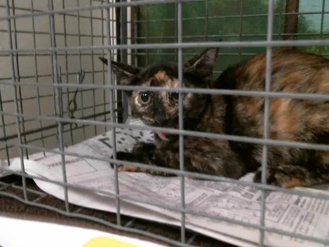 Adoptable Cat