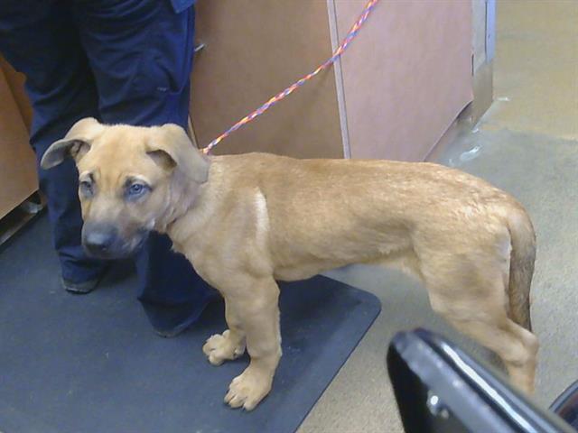 Adoptable Dog
