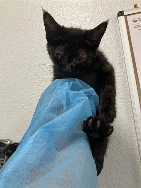 Adoptable Cat