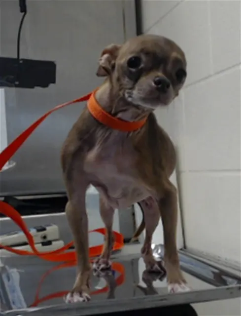 Coco