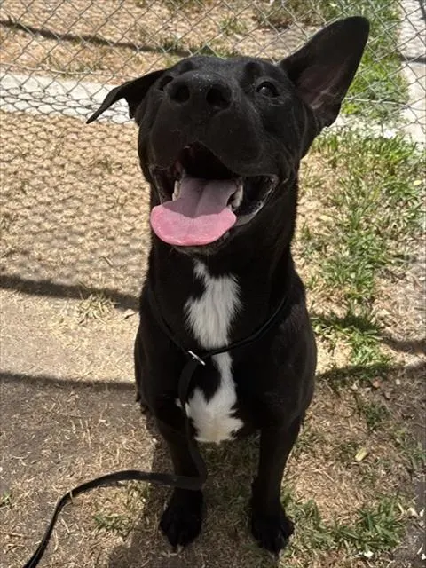 Cooper