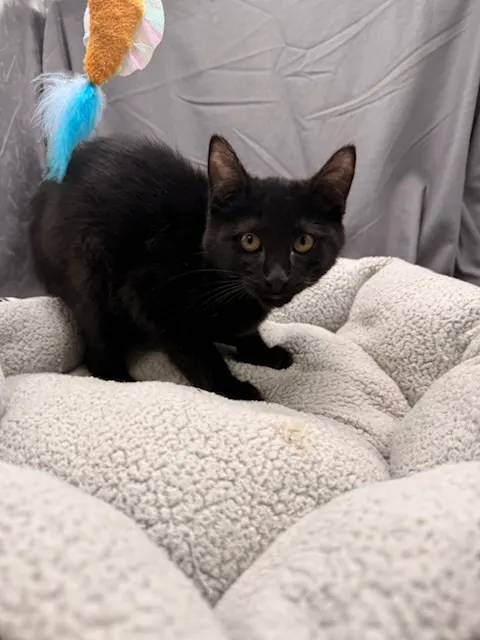 Coal