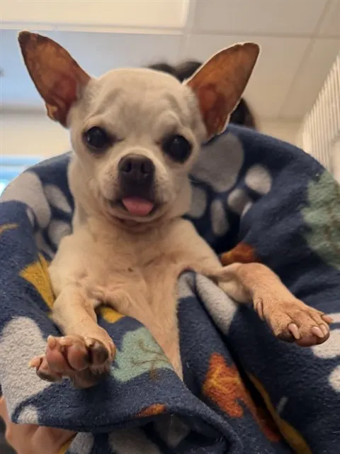 Adoptable Dog