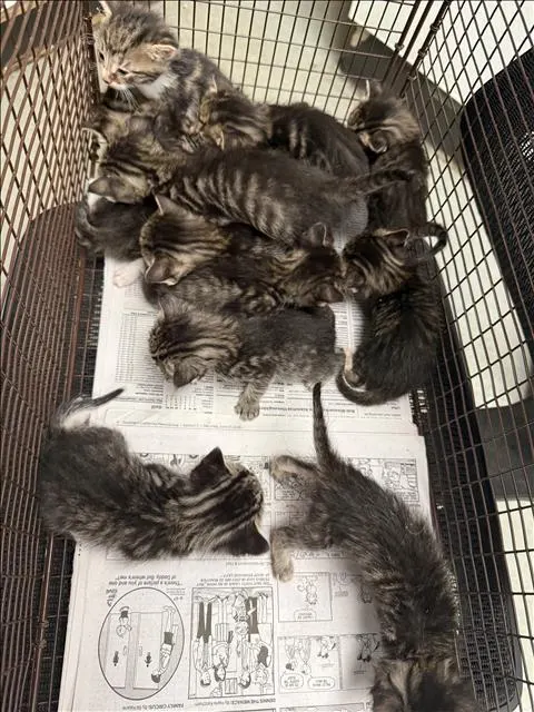 Adoptable Cat