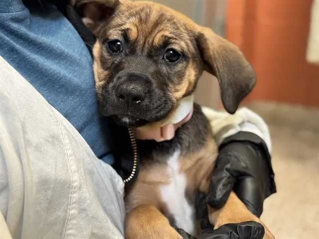 Minnie