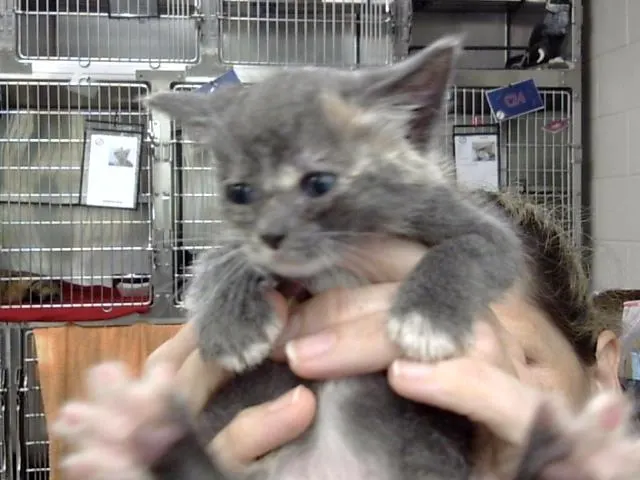 Adoptable Cat