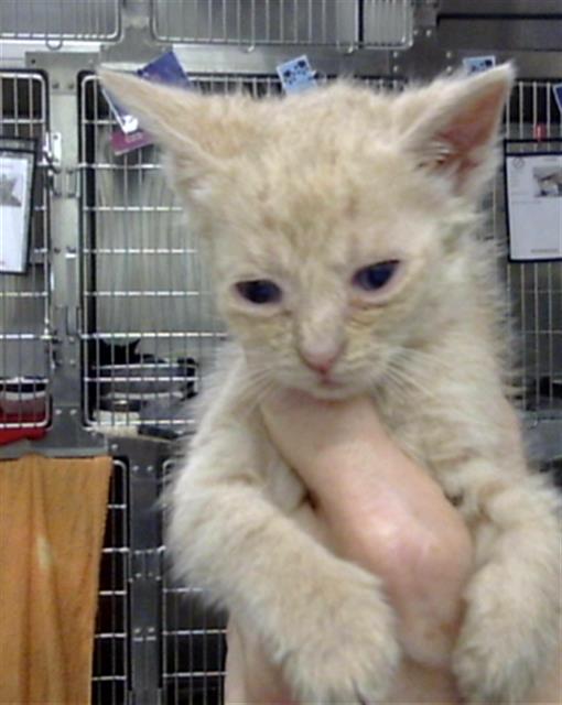 Adoptable Cat