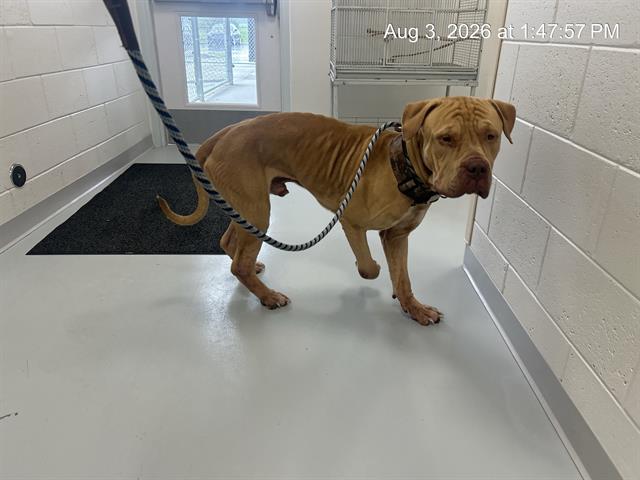 Adoptable Dog