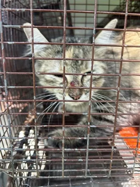 Adoptable Cat