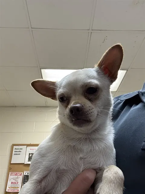 Pepito