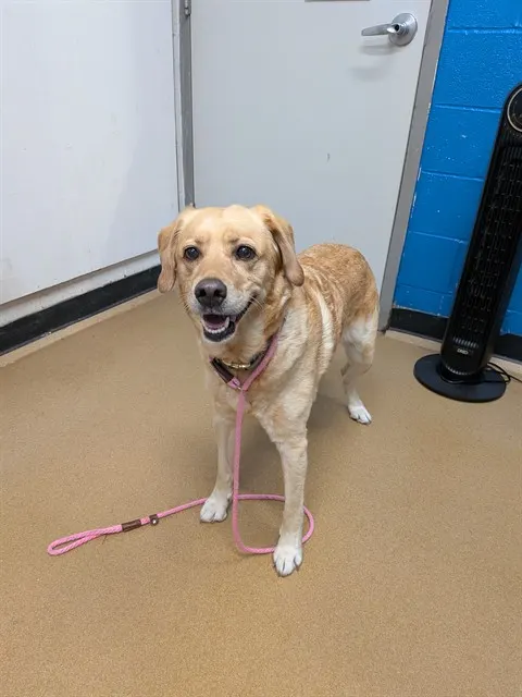 Adoptable Dog