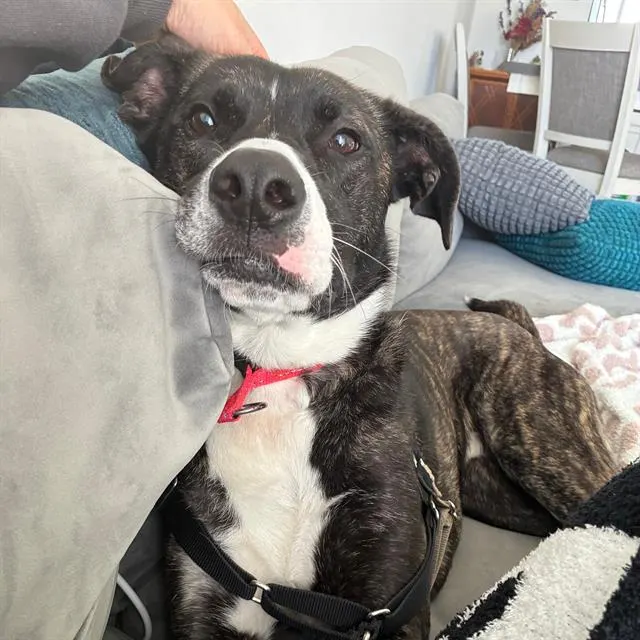 Spudz