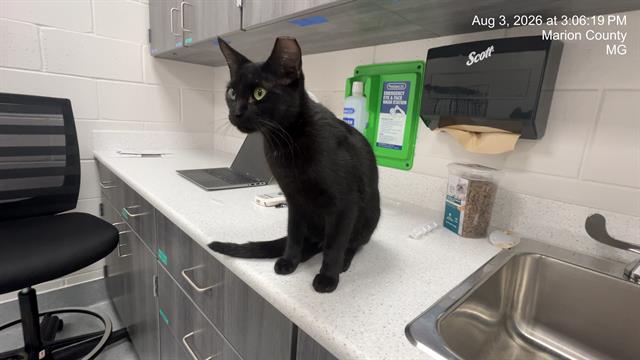 Adoptable Cat