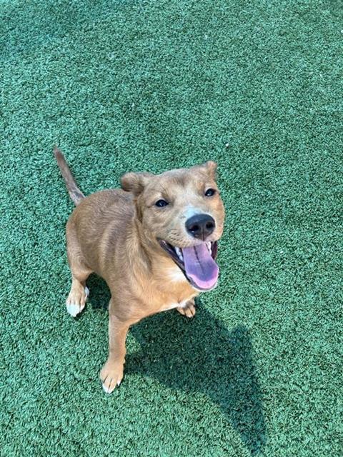 Adoptable Dog