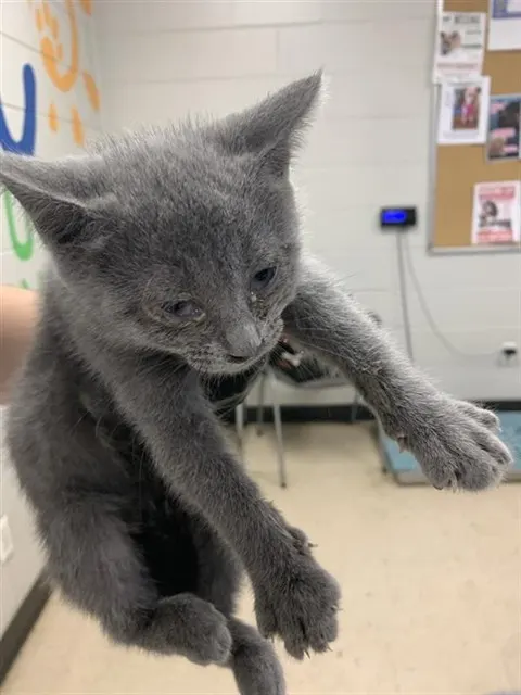 Adoptable Cat