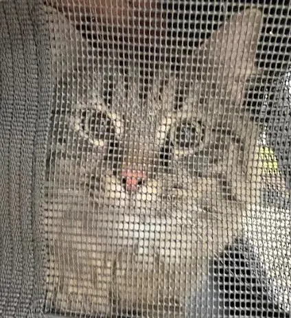 Koda