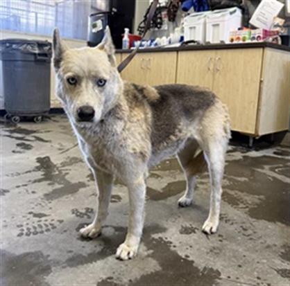 Adoptable Dog