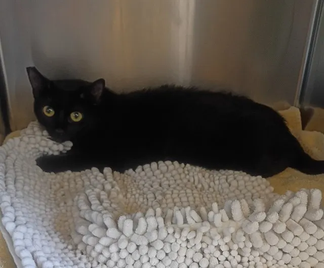 Salem