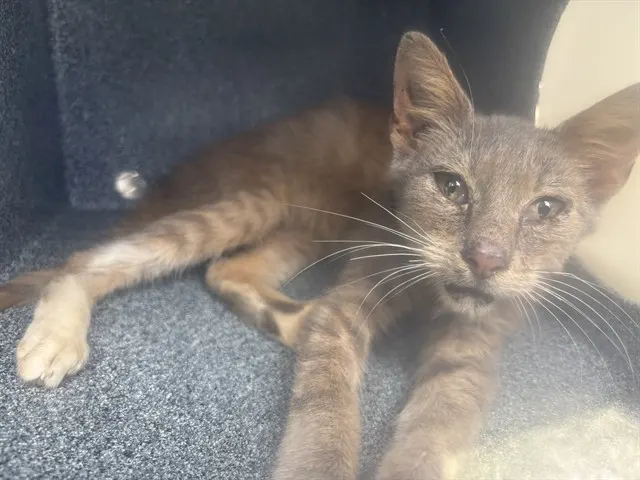 Adoptable Cat
