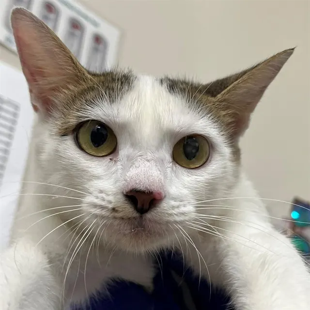 Adoptable Cat