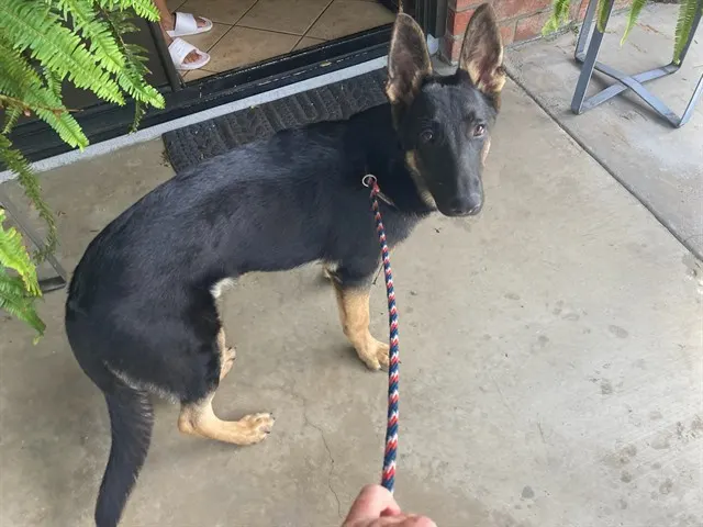 Adoptable Dog