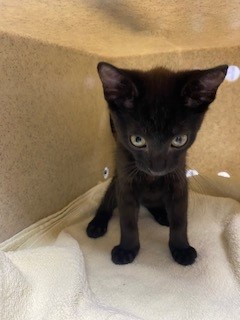 Bat