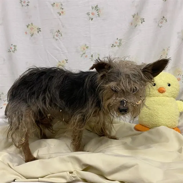 Adoptable Dog