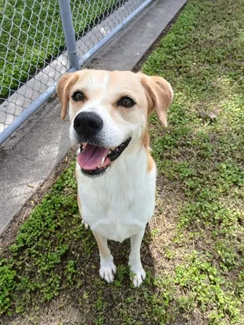 Daisy