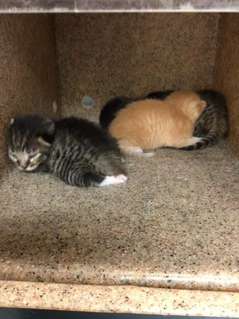 Adoptable Cat
