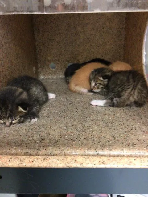 Adoptable Cat