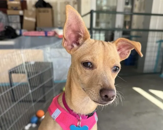 Rosie