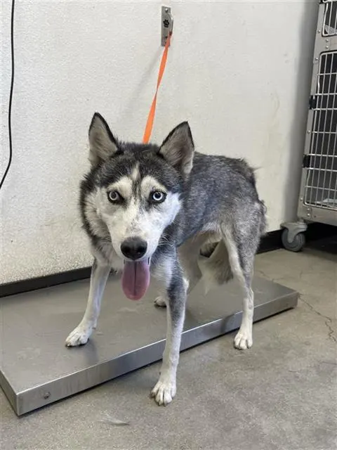 Adoptable Dog